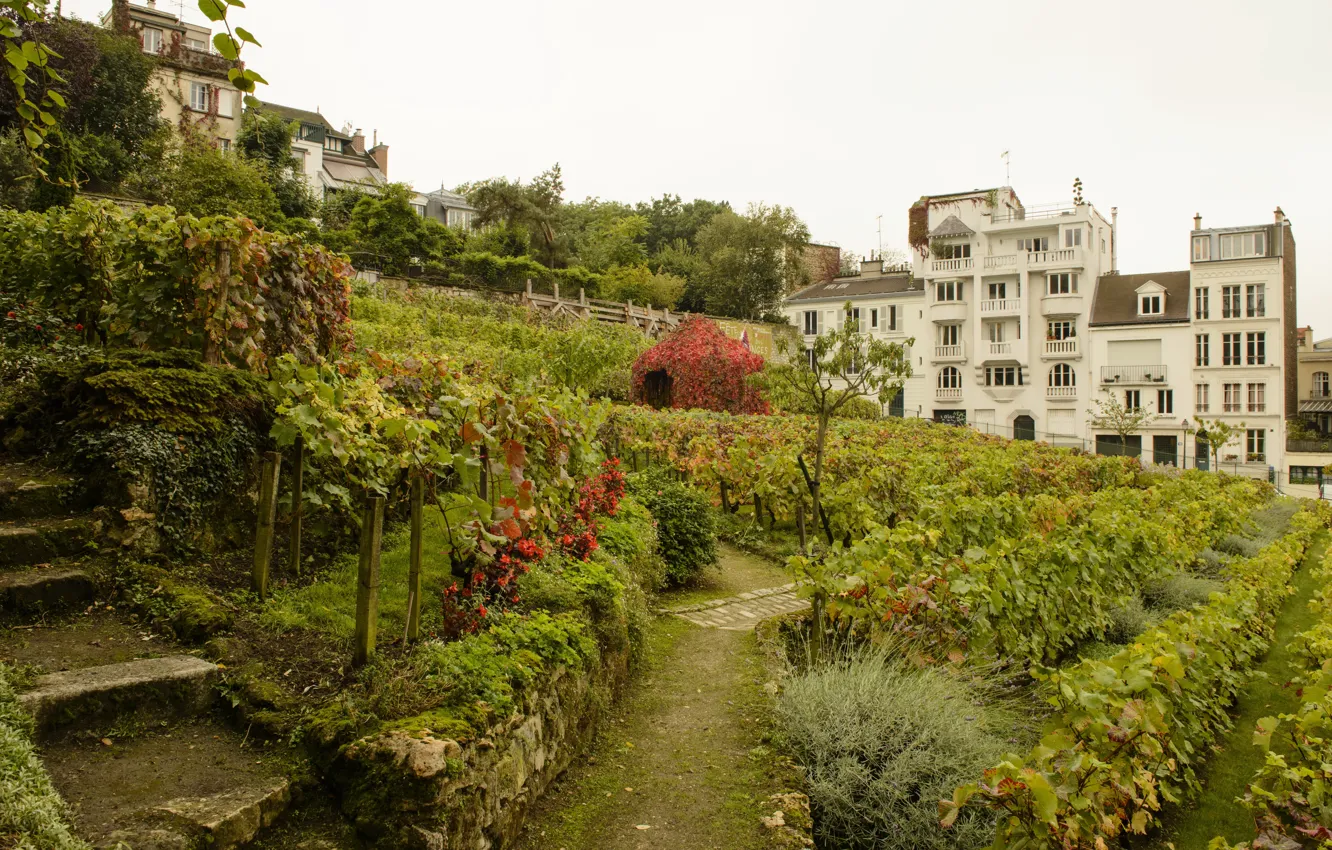 Фото обои Франция, Париж, кусты, виноградники, сады, Montmartre Vineyards