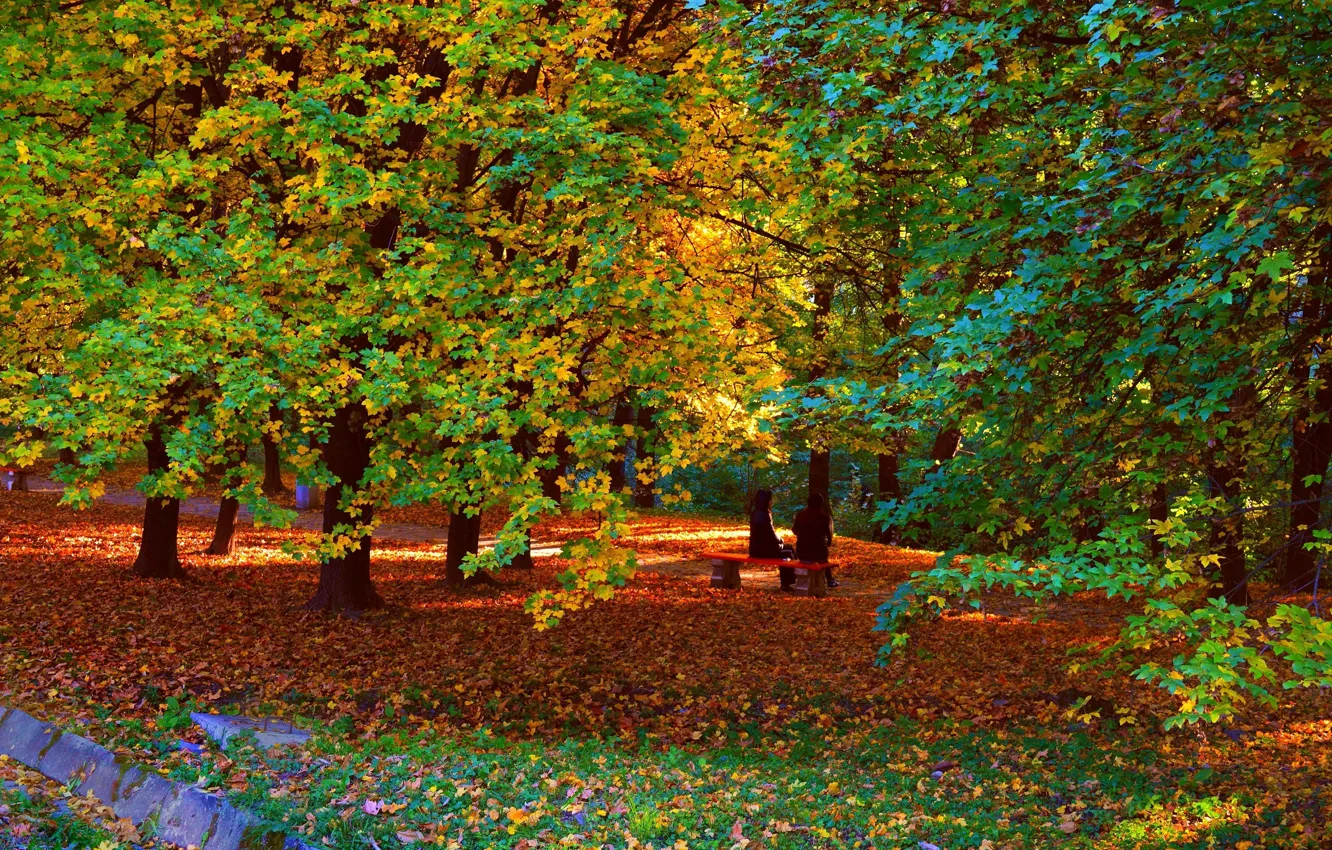 Фото обои осень, деревья, парк, ветви, Nature, листопад, trees, park