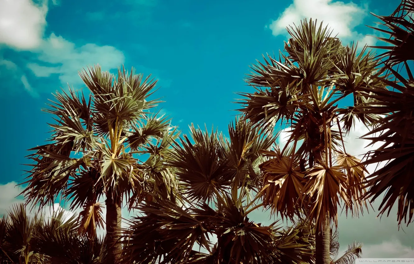 Фото обои Nature, Trees, Palms