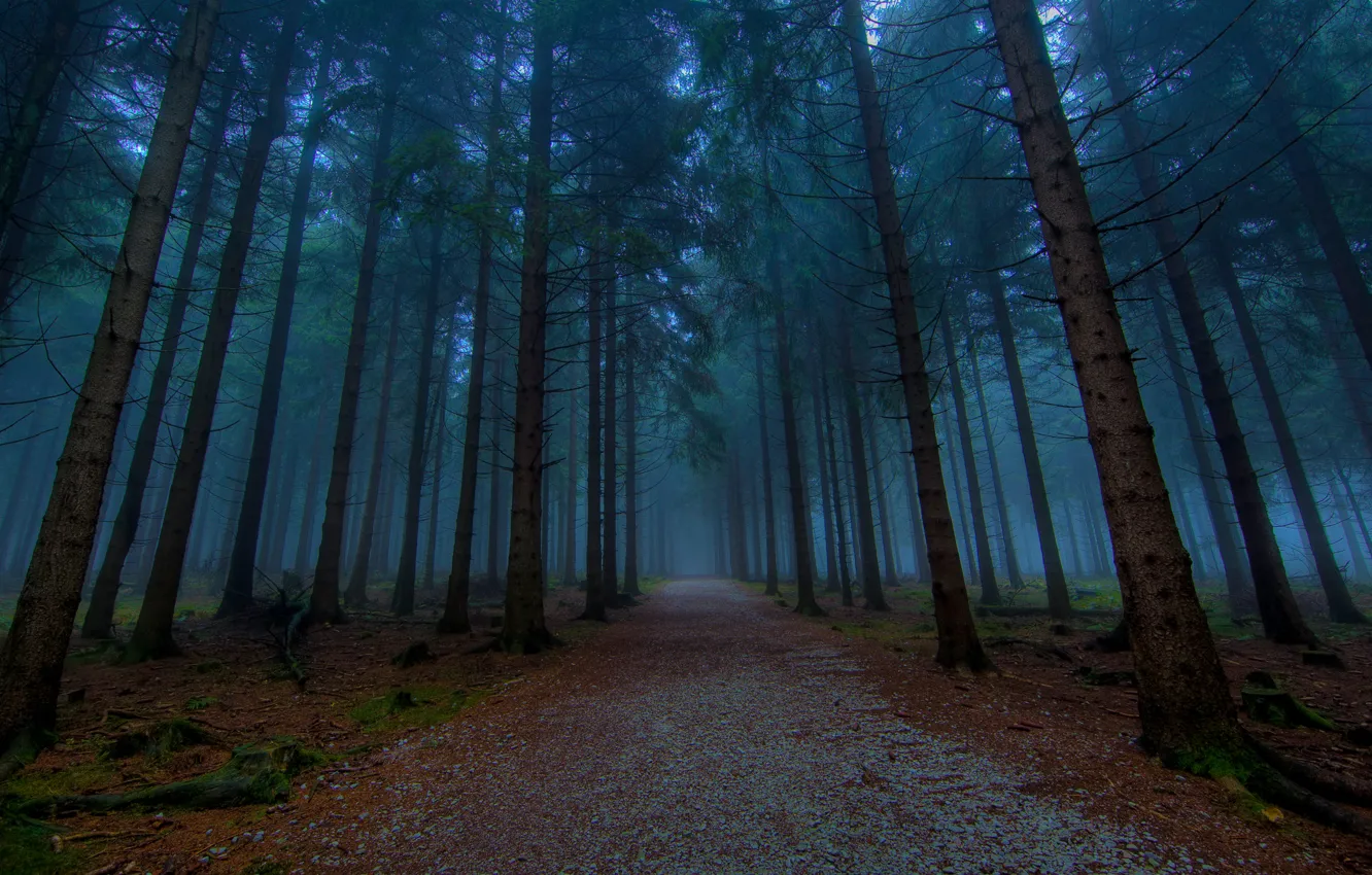 Фото обои лес, деревья, природа, путь, дерево, дороги, вечер, аллея