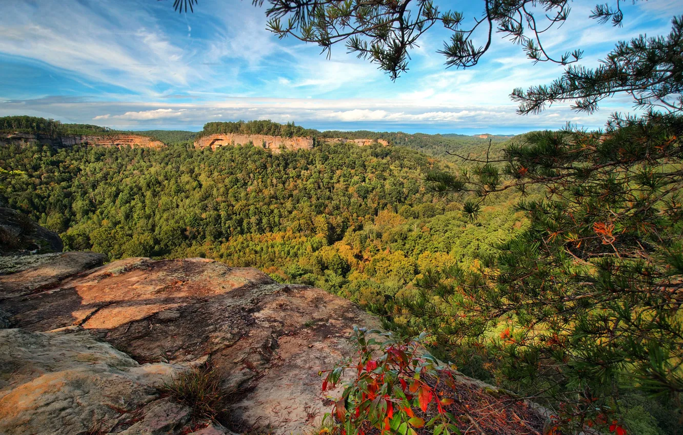 Фото обои лес, горы, ветки, панорама, ущелье, Кентукки, Slade, Chimney Top Rock