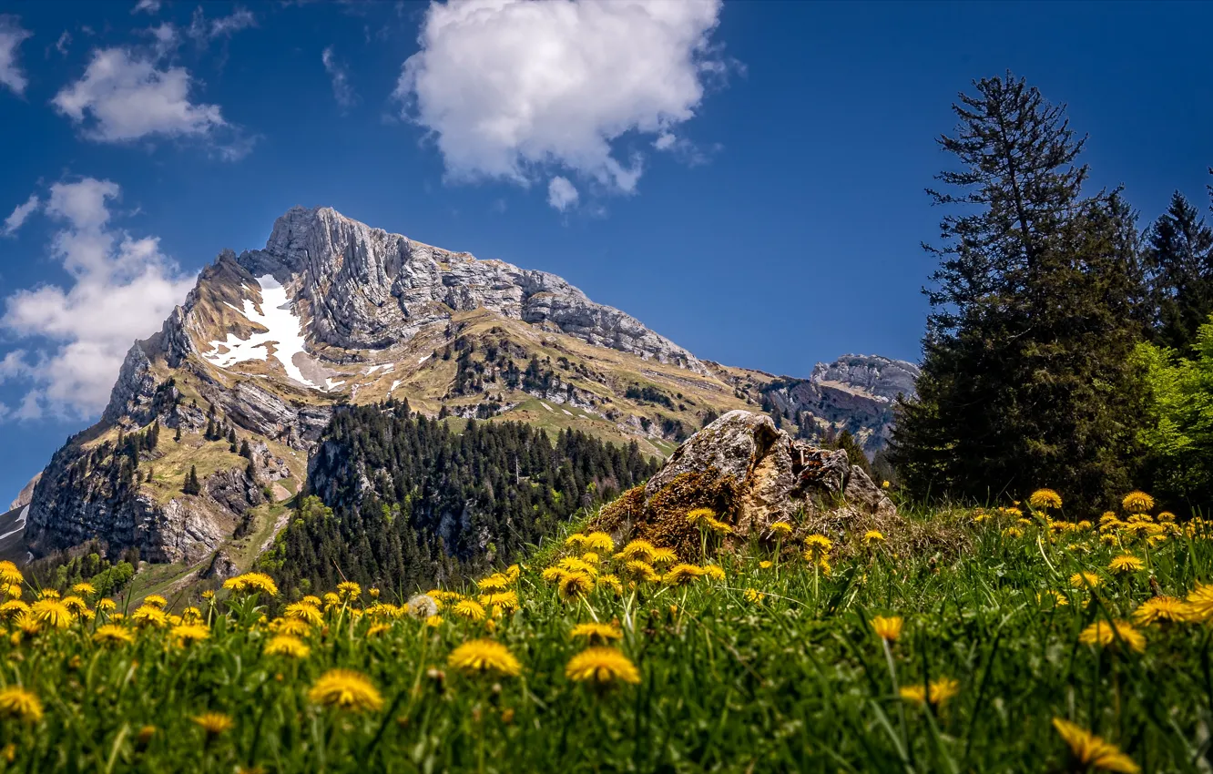 Фото обои лето, горы, Швейцария, одуванчики, Toggenburg, Altmann