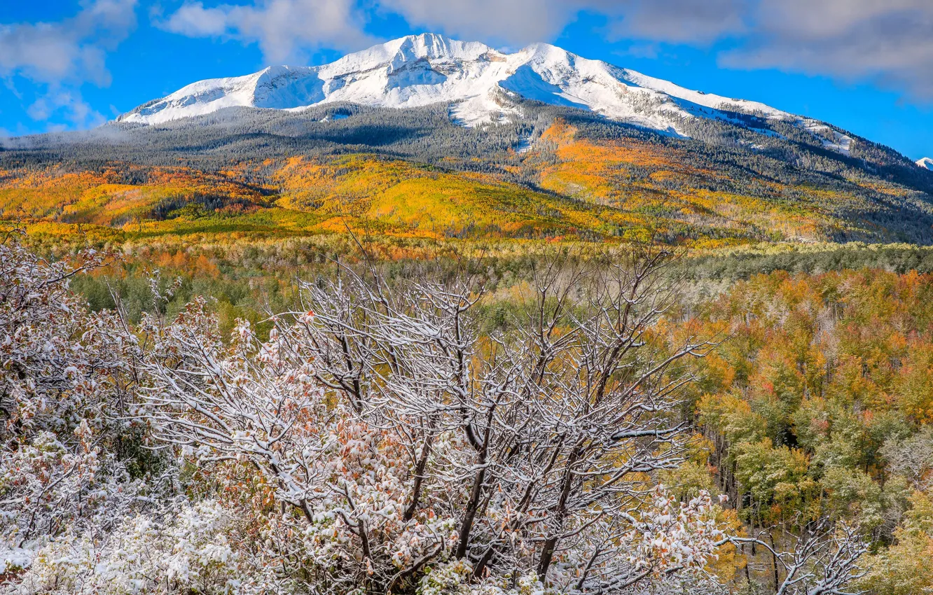 Фото обои осень, снег, деревья, горы, Колорадо, США, Аспен