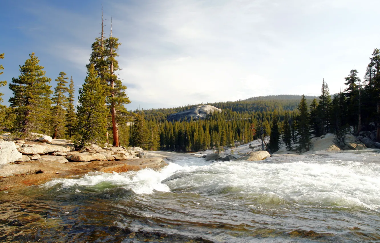 Фото обои лес, деревья, река, камни, берег, течение, Калифорния, США