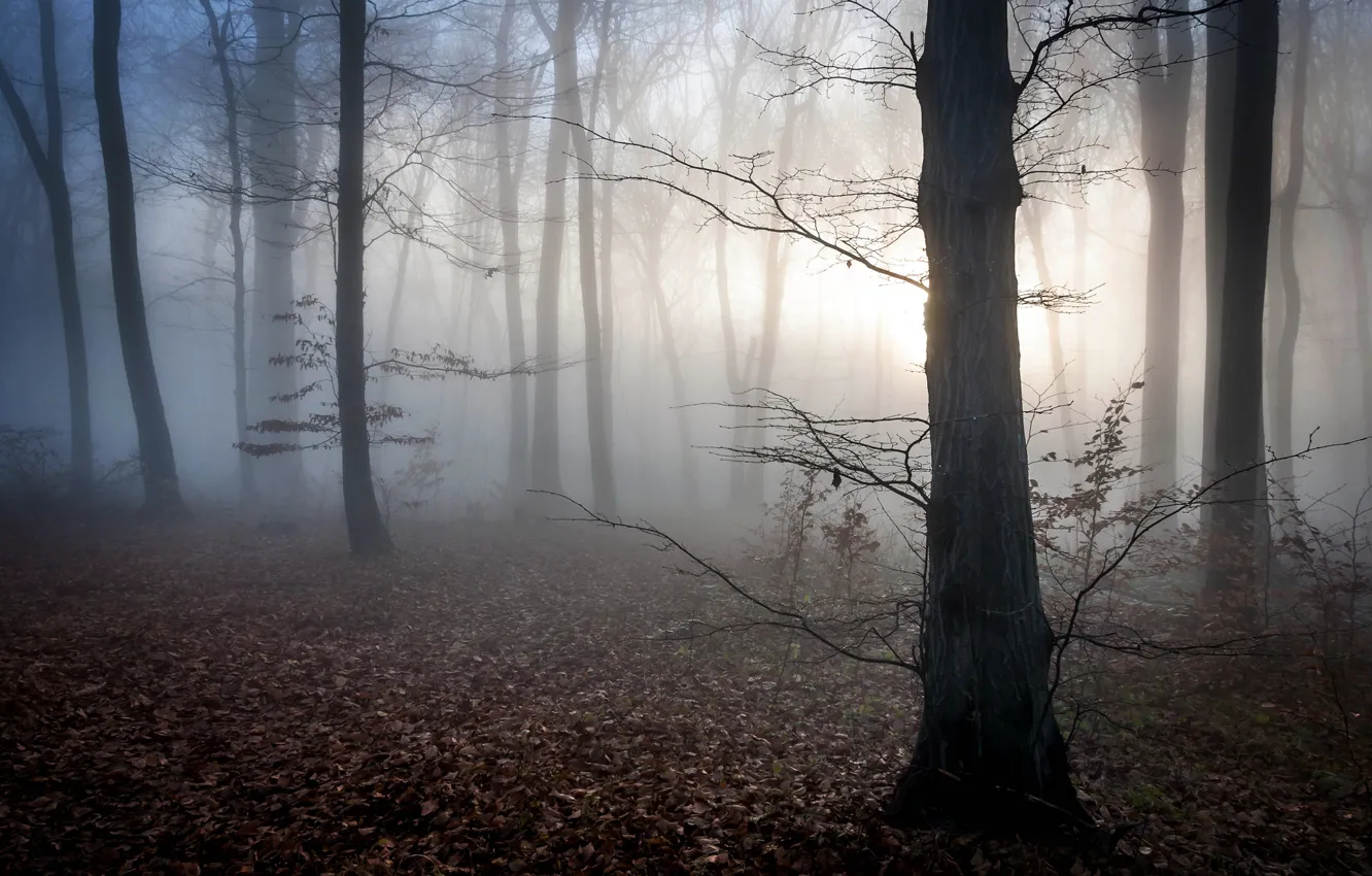 Фото обои осень, лес, листья, туман, рассвет, мистика, сумерки, Венгрия