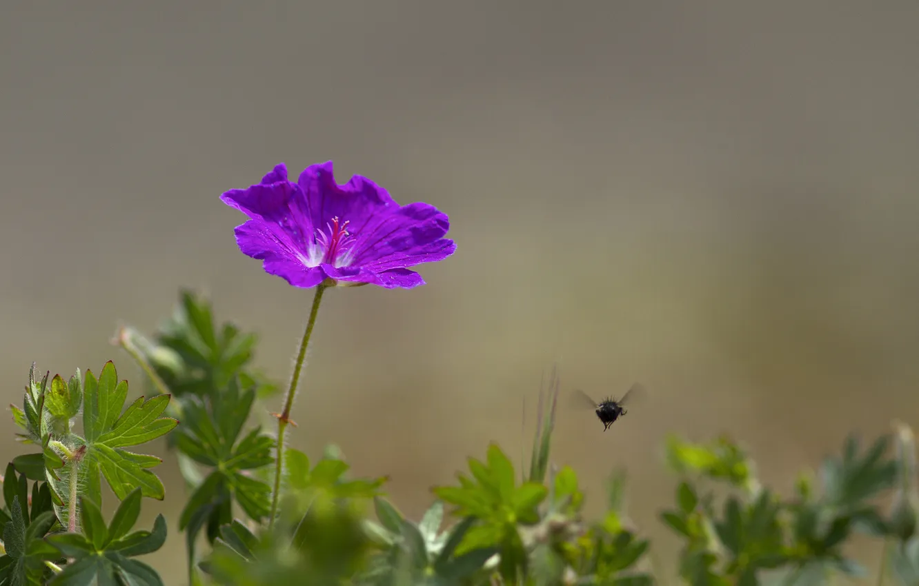 Фото обои цветок, фиолетовый, листья, фон, насекомое