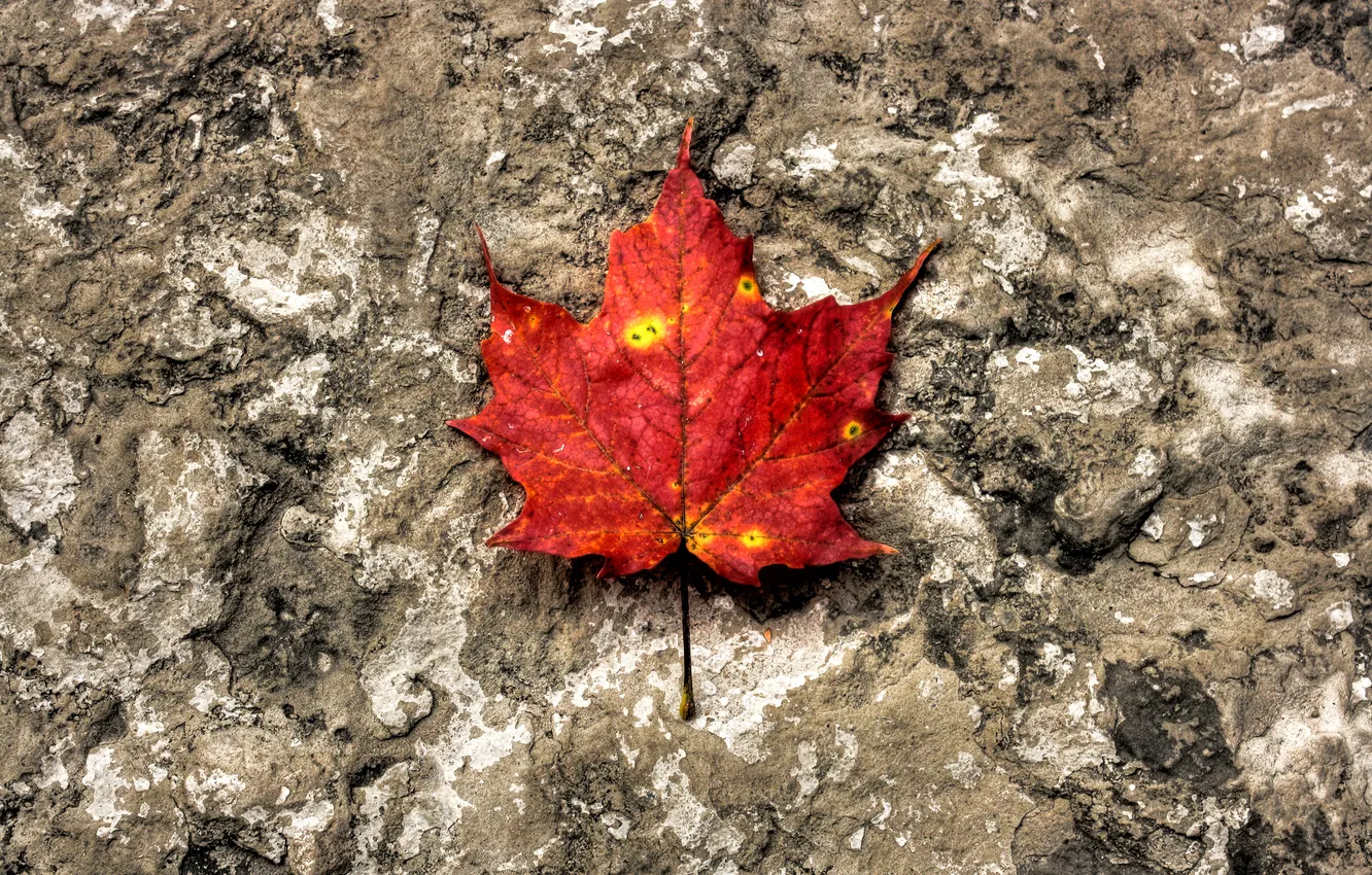 Фото обои осень, макро, лист, камень, текстура, оранж