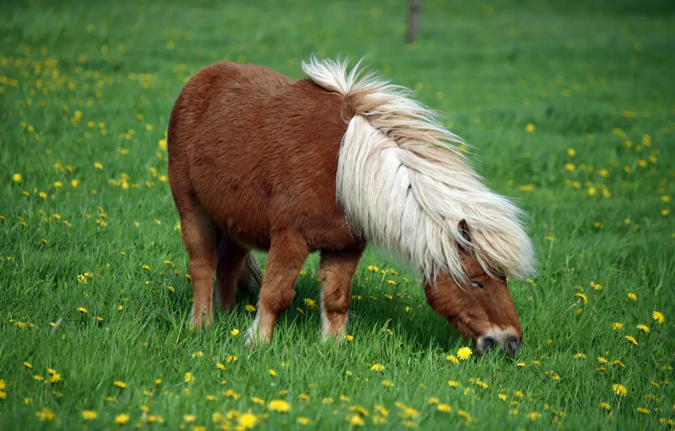 Фото обои трава, цветы, природа, фон, конь, лошадь, весна, пастбище