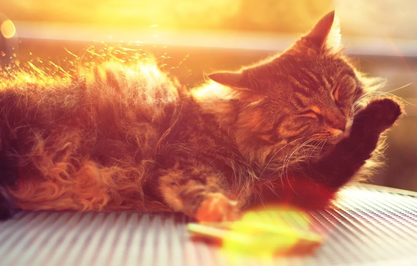 Фото обои кошка, кот, морда, солнце, лучи, кошки, фон, widescreen