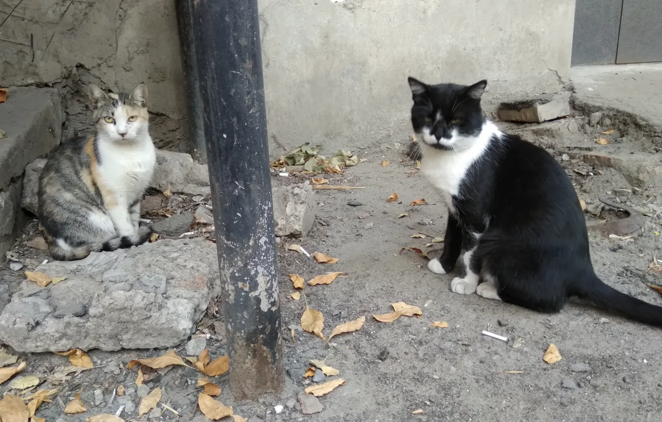 Фото обои кошка, кот, улица, коты, сидят, вдвоем