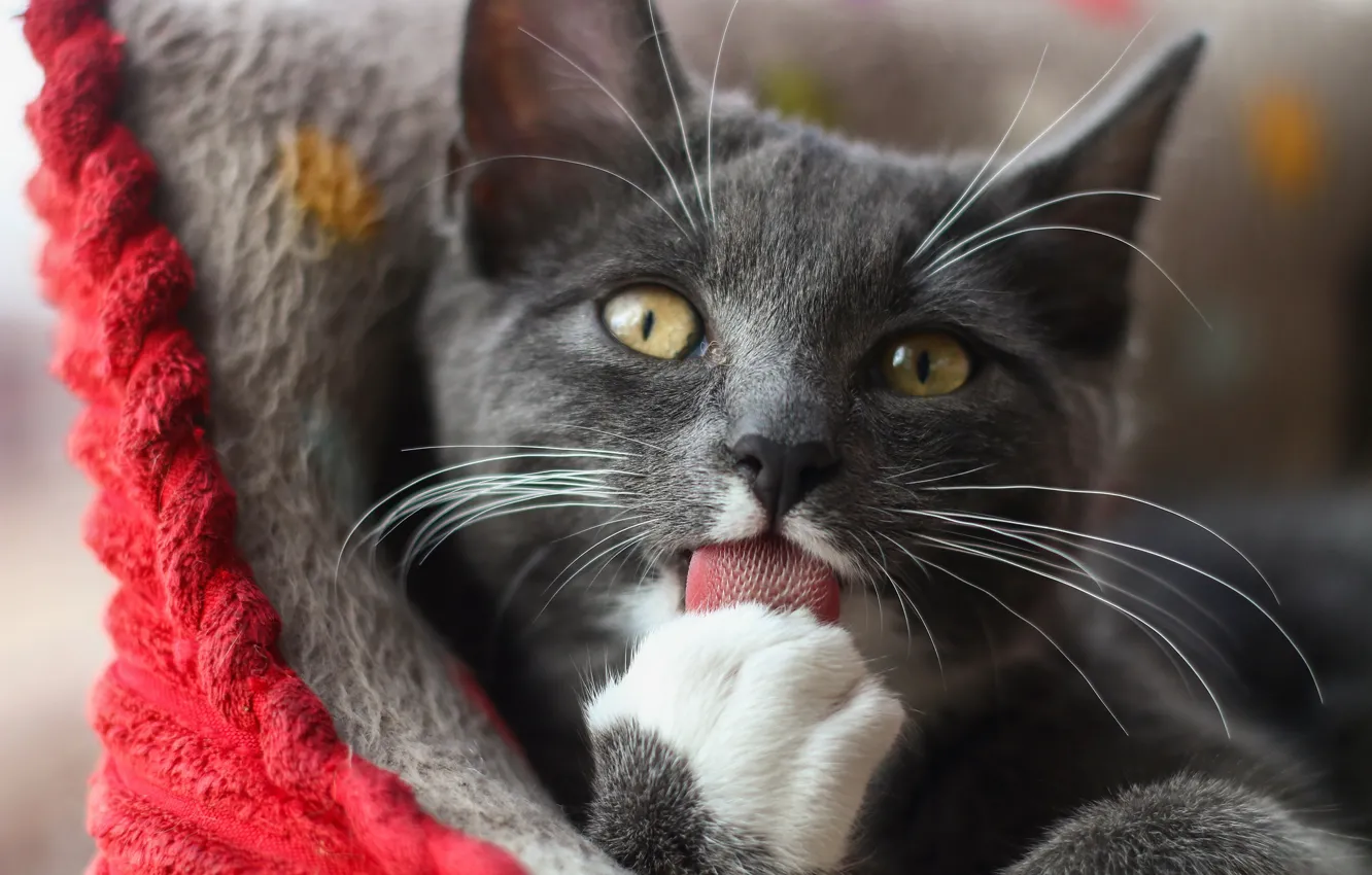 Фото обои язык, лапки, котёнок