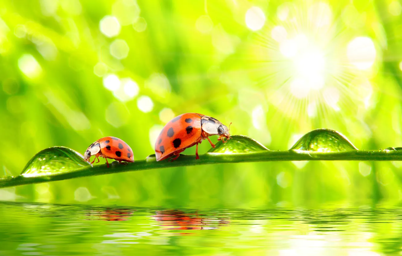 Фото обои grass, nature, water, macro, morning, drops, dew, ladybugs