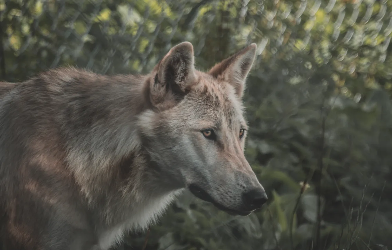Фото обои nature, face, animal, wolf, wildlife, head, fur, mammal