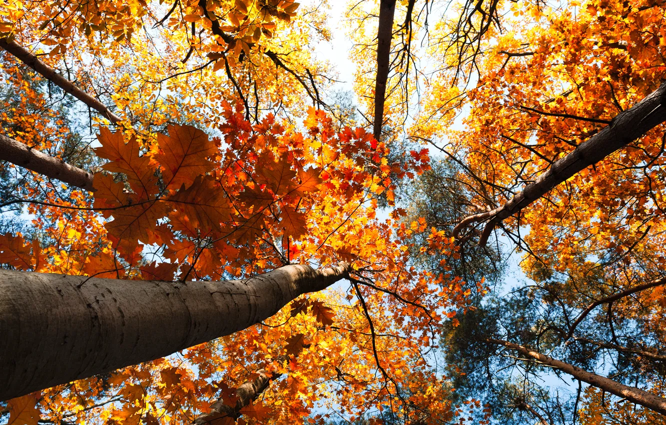 Фото обои осень, лес, небо, листья, деревья, пейзаж, природа, forest
