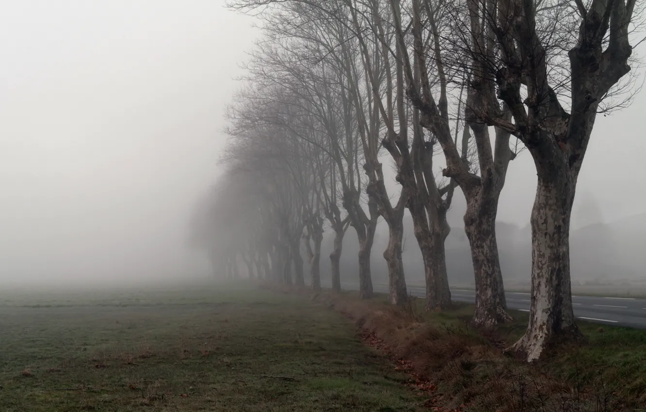 Фото обои дорога, деревья, туман, утро