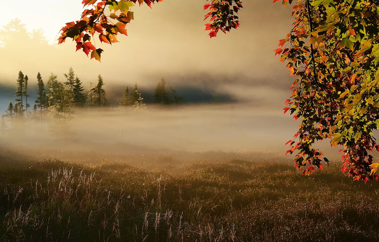 Фото обои поле, осень, туман