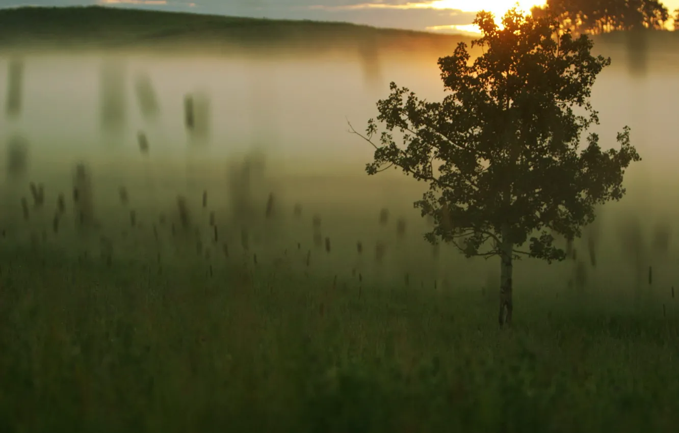 Фото обои трава, туман, Дерево