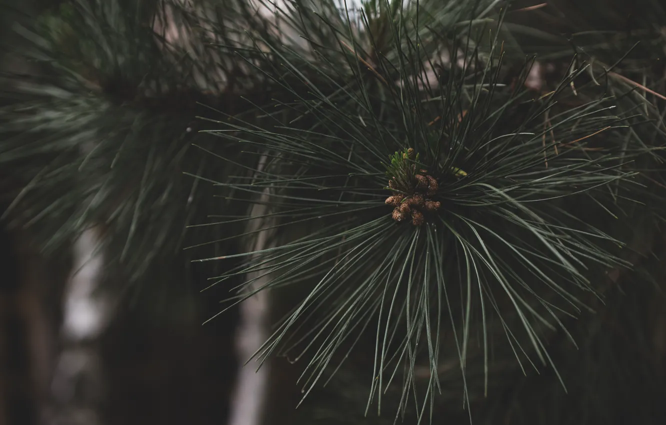 Фото обои green, nature, tree, pine, evergreen, Pine cone