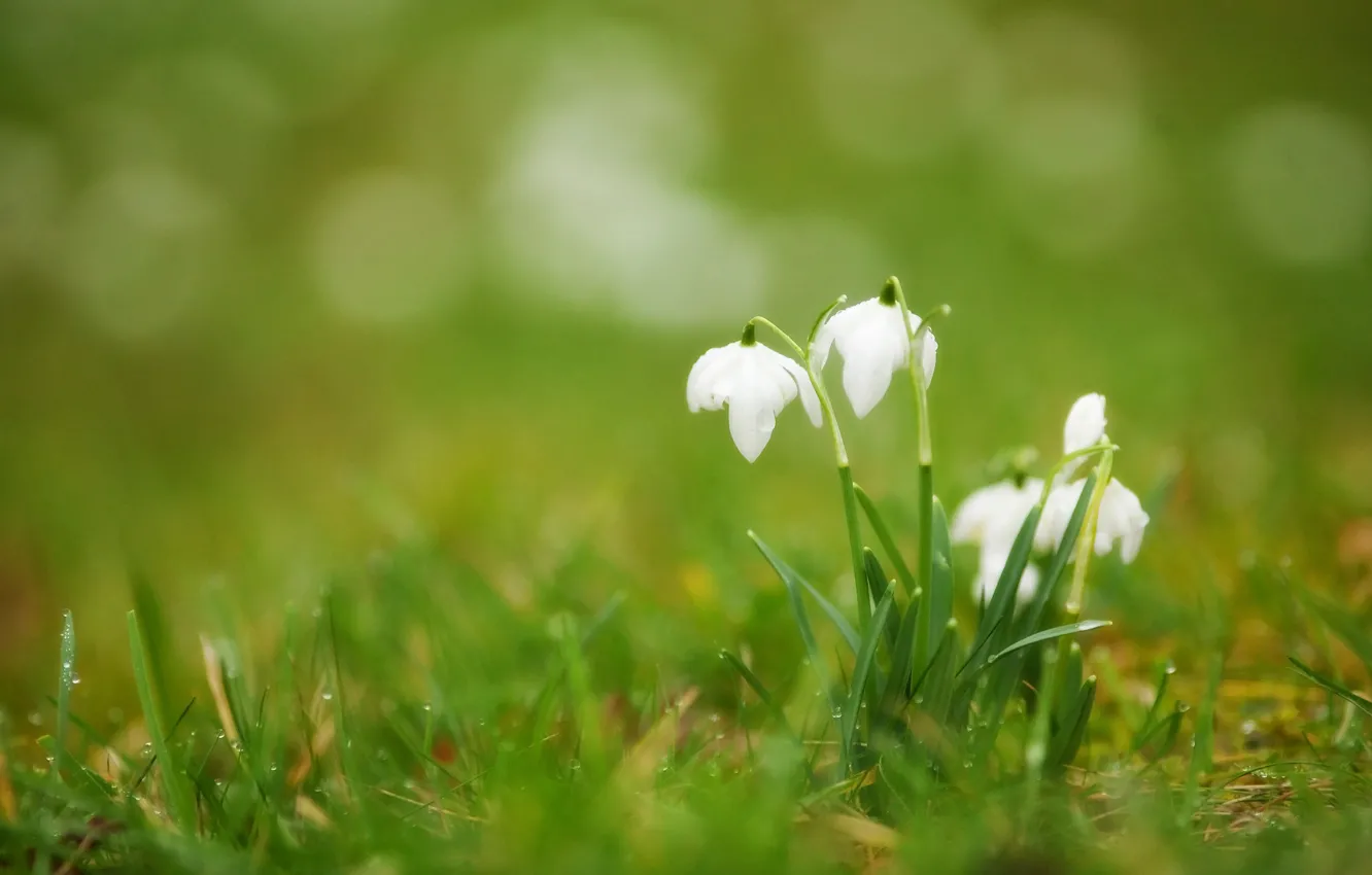 Фото обои белый, трава, капли, цветы, роса, весна, размытость, бутоны