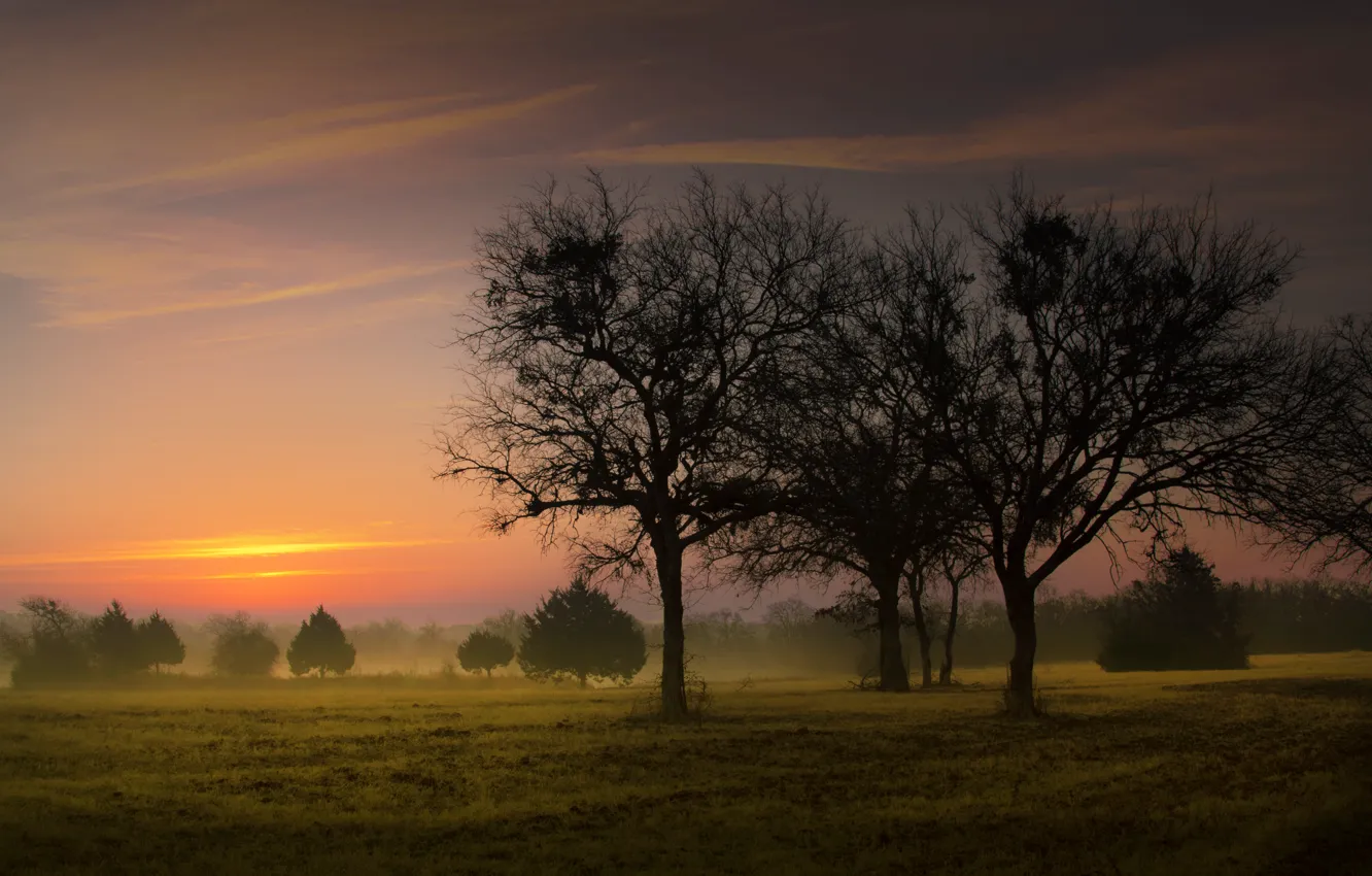 Фото обои поле, деревья, природа, туман, trees, landscape, nature, sunrise
