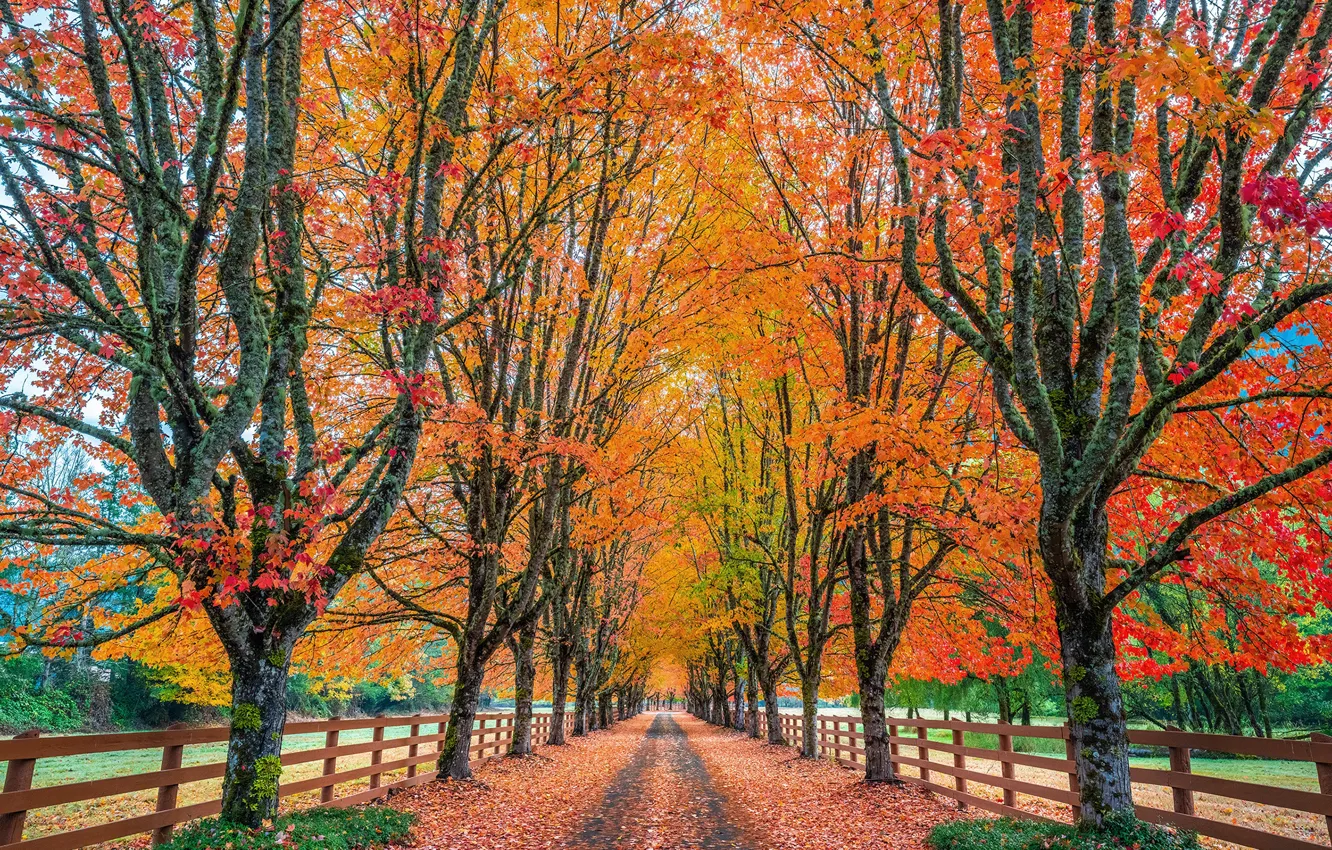 Фото обои осень, деревья, Вашингтон, США, аллея, Rockood Farm