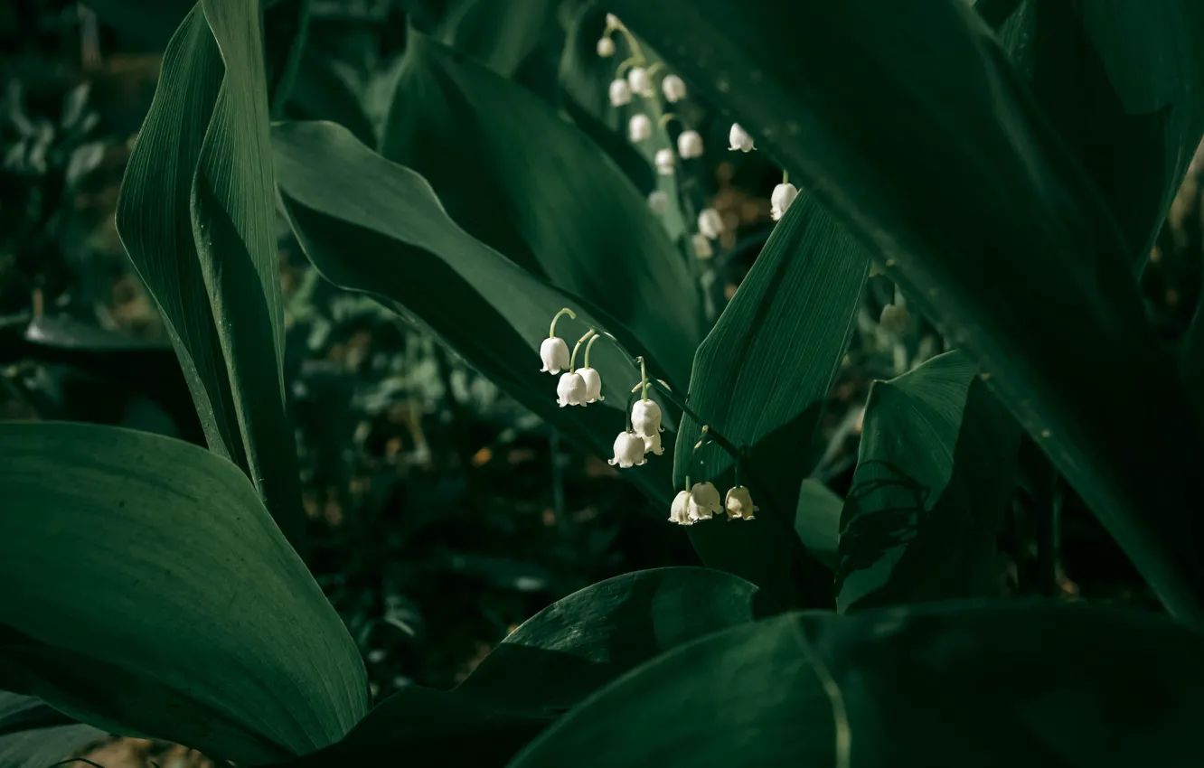 Фото обои листья, цветы, темный фон, весна, белые, ландыши