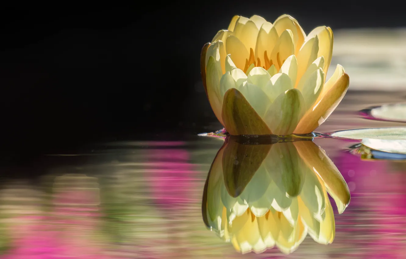 Фото обои цветок, вода, природа, озеро, пруд, отражение, бутон, кувшинка
