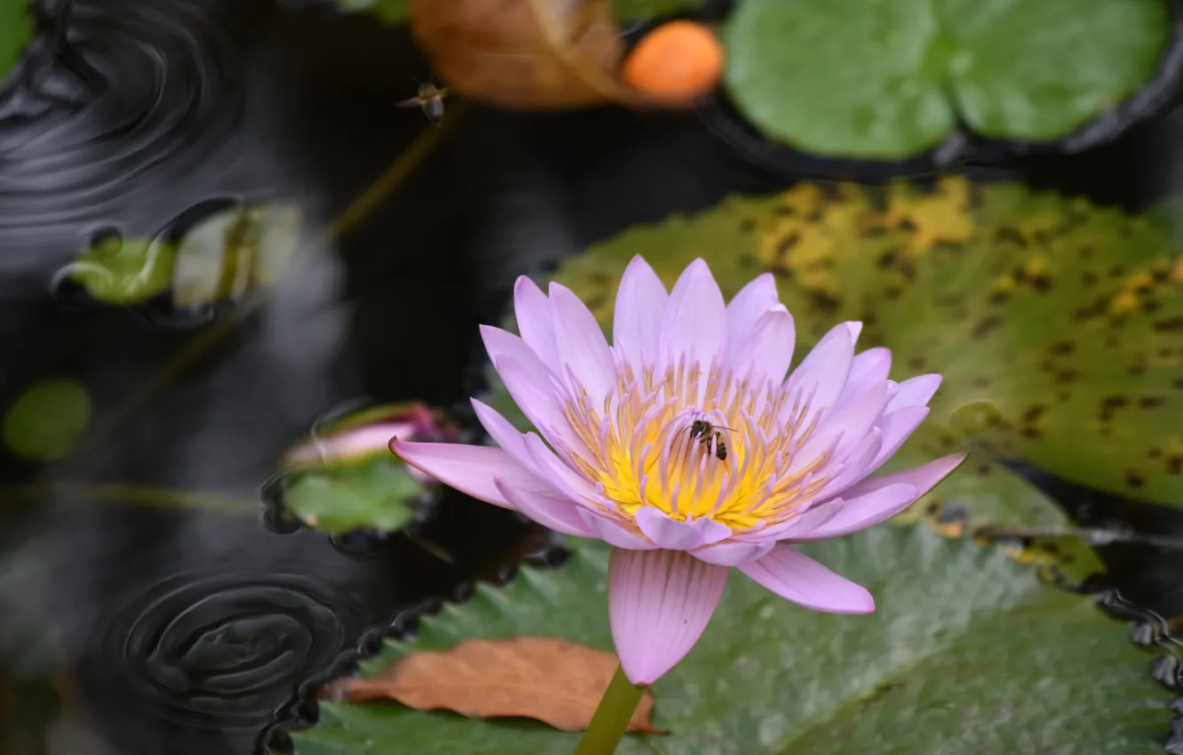 Фото обои листья, вода, природа, пчела, лепестки, нимфея, водяная лилия