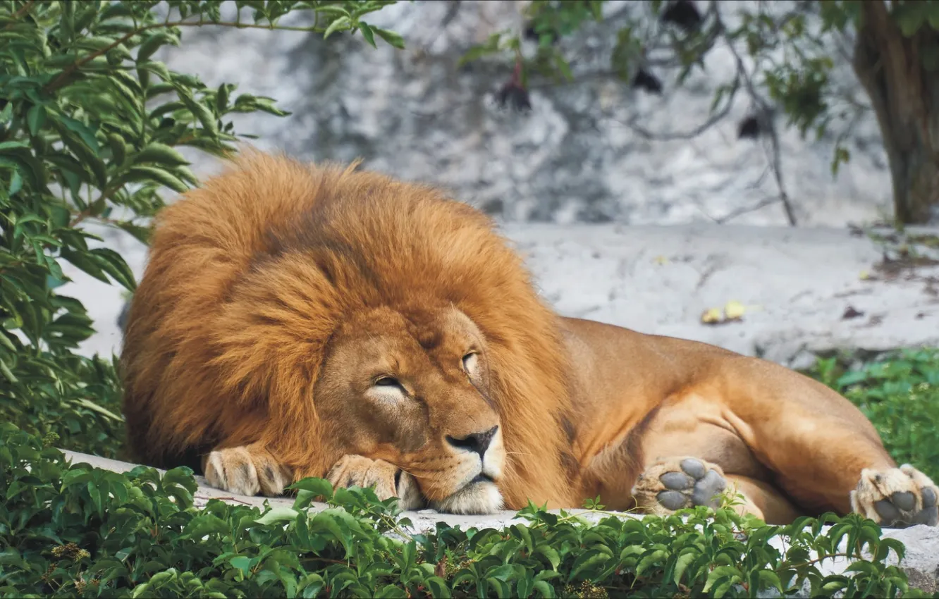 Фото обои животные, лев, царь, relax, lion, animal, king, релаКС