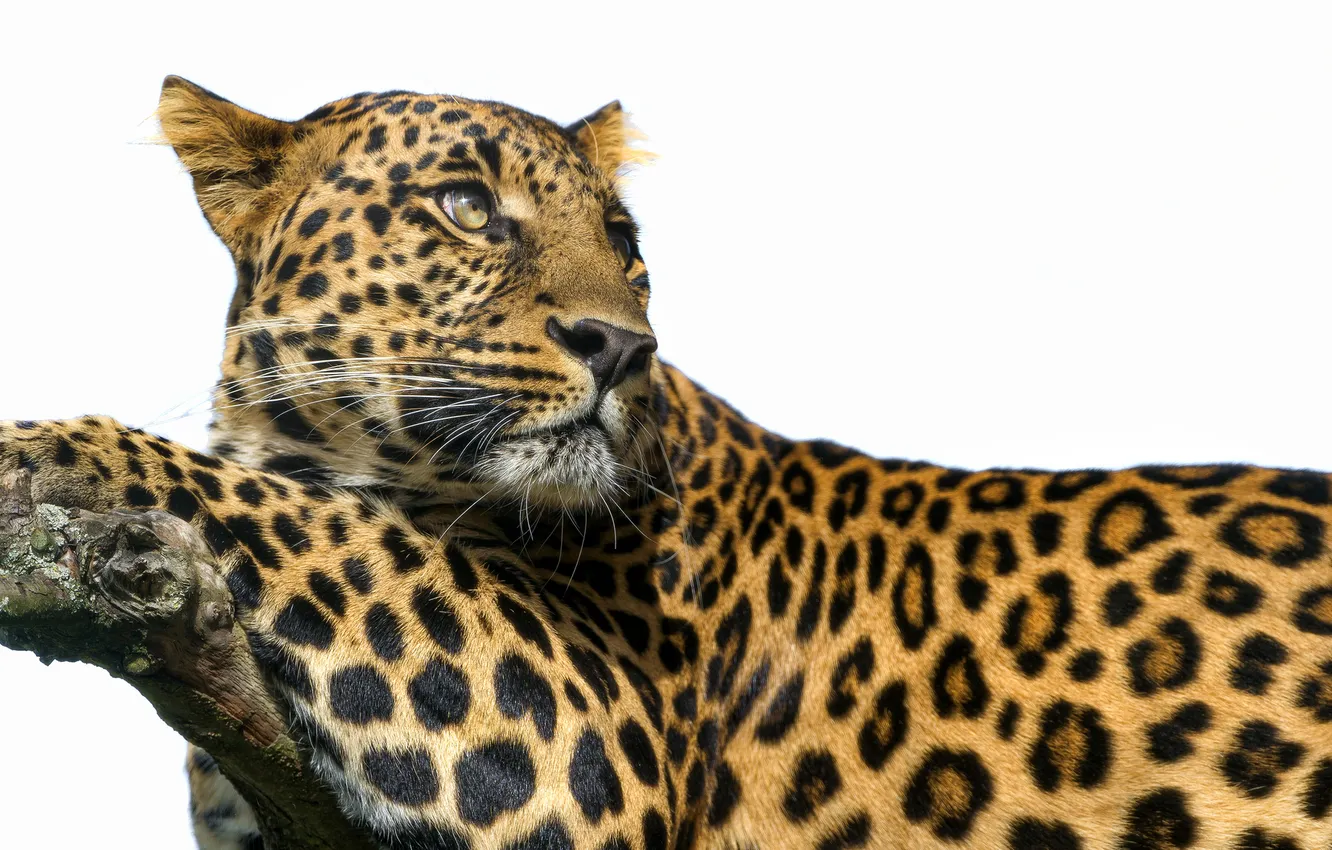 Фото обои взгляд, хищник, ветка, пятна, леопард, белый фон, большая кошка