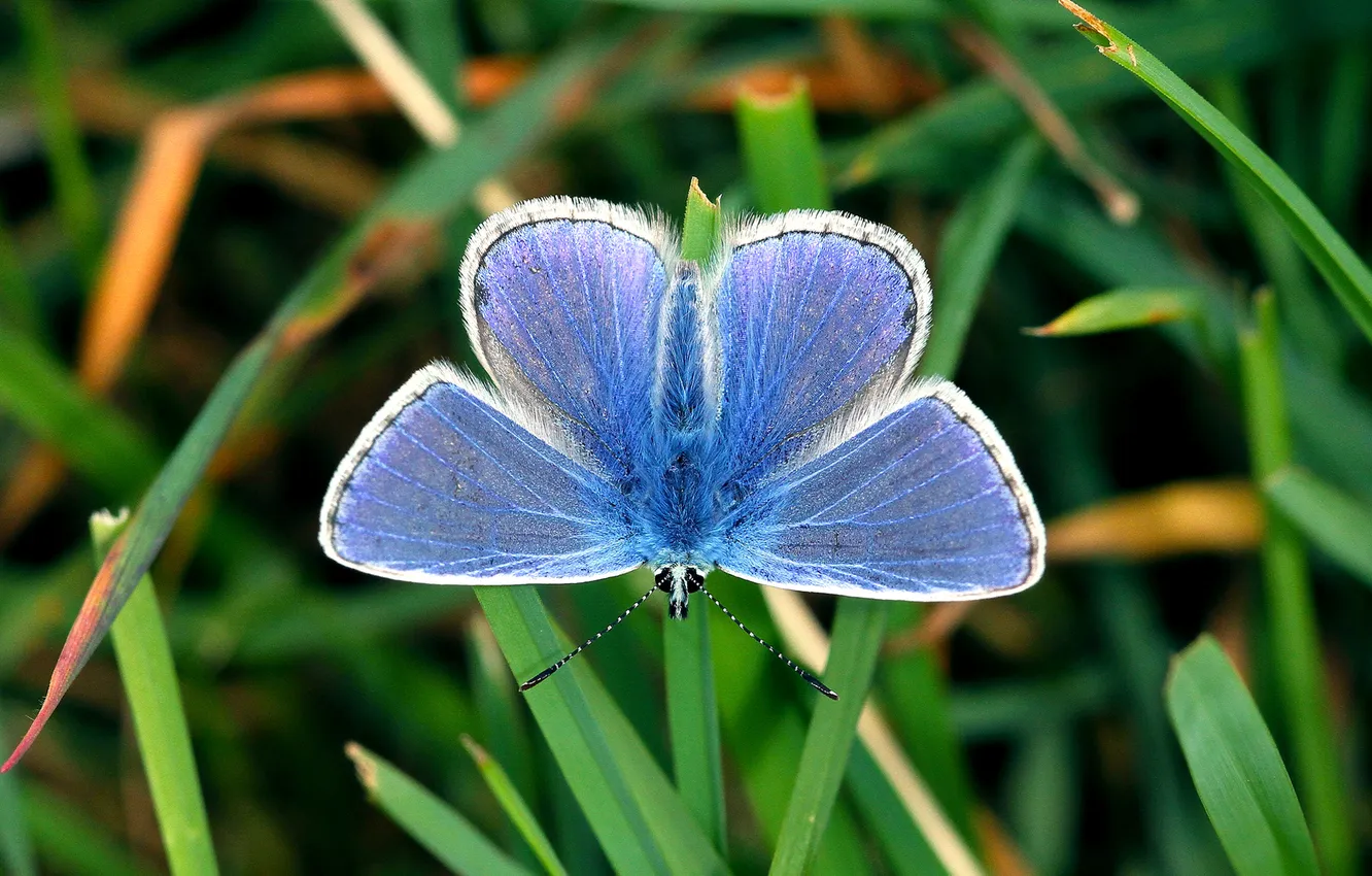 Фото обои макро, бабочка, мохнатый, метелик