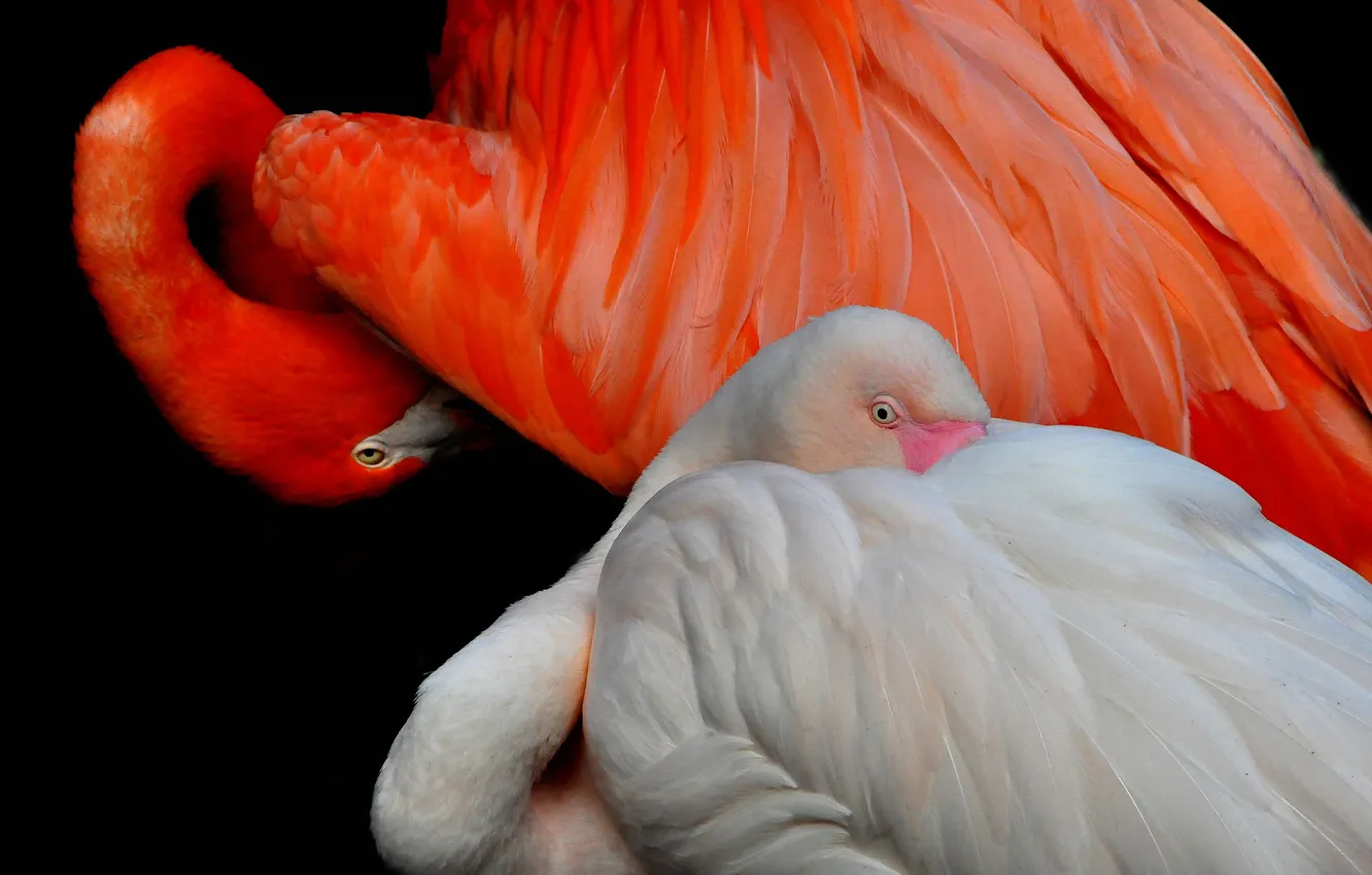 Фото обои птица, краски, перья, клюв, фламинго