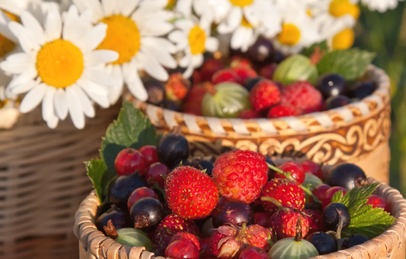 Фото обои лето, ягоды, малина, ромашки, земляника, крыжовник, чёрная смородина