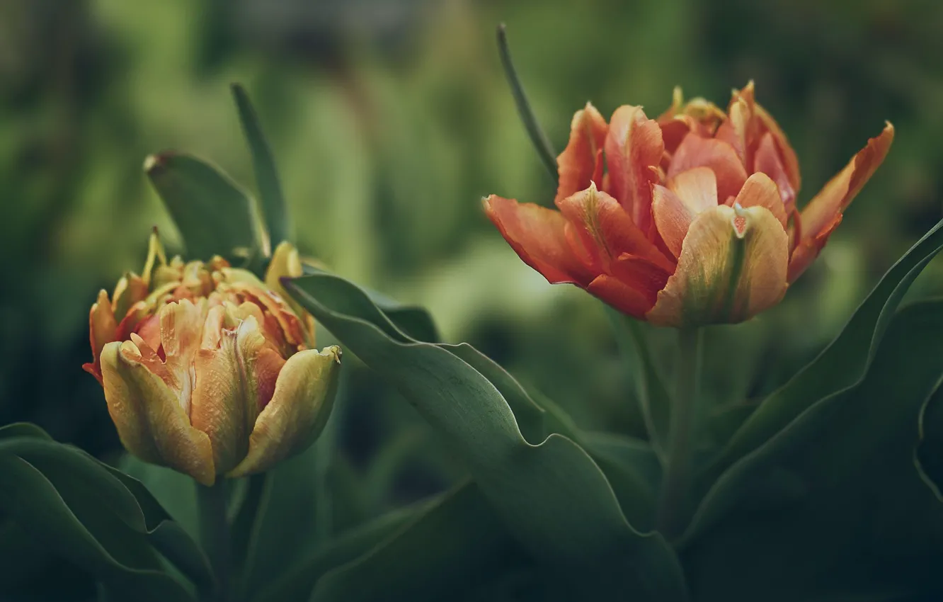 Фото обои tulips, petals, disheveled beauties, layered