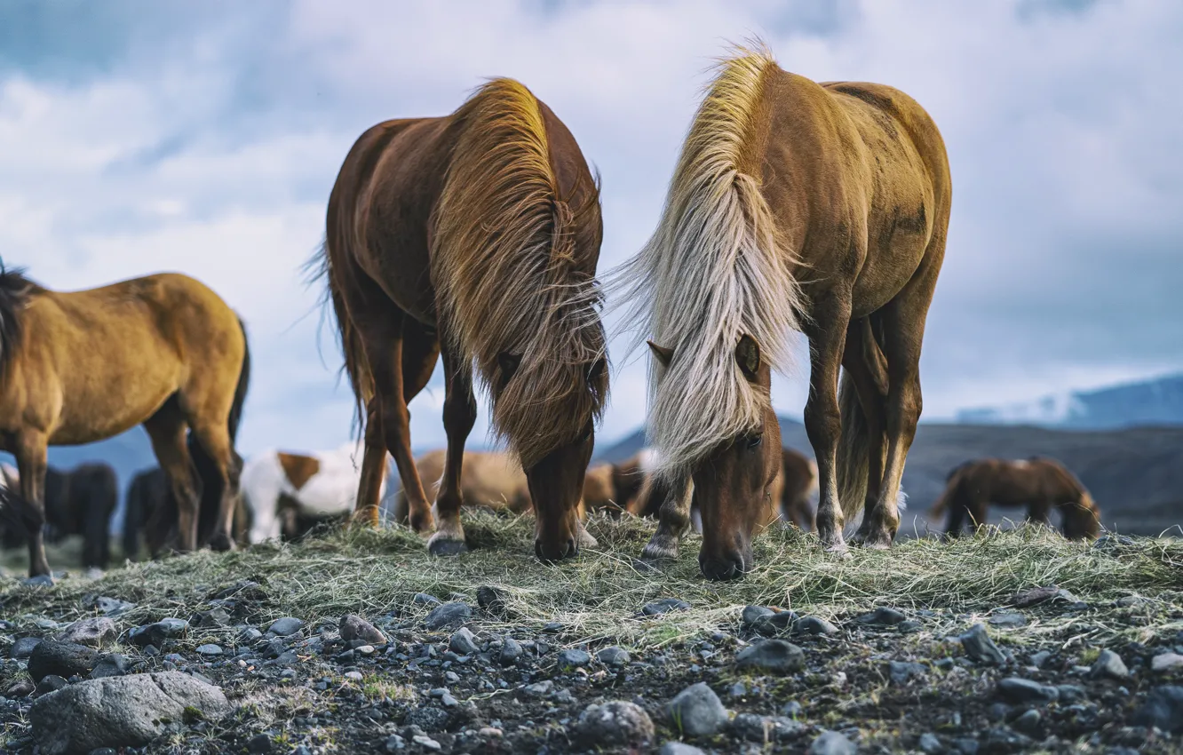 Фото обои небо, трава, горы, камни, пасмурно, конь, лошадь, две