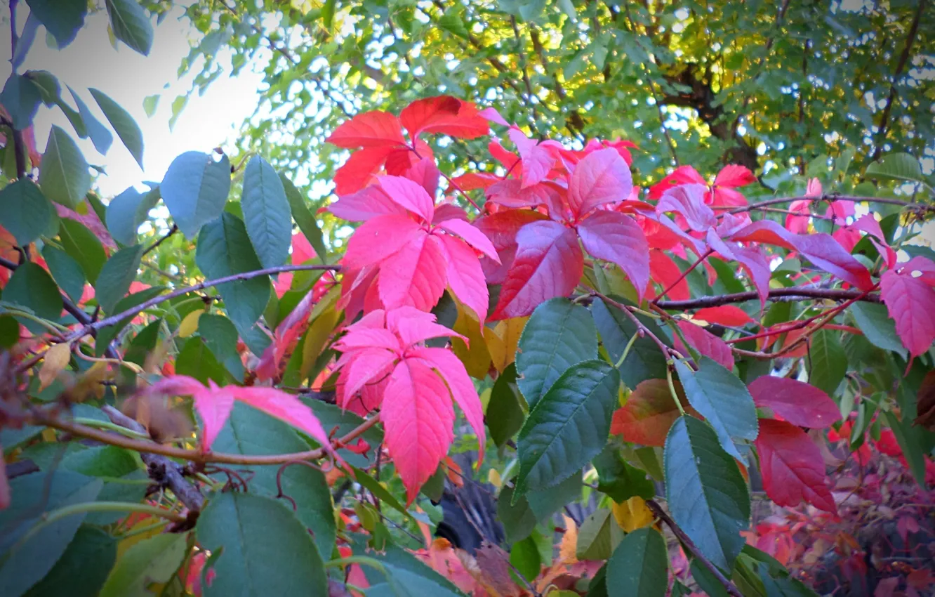 Фото обои зелень, осень, листья, клён, autumn, leaves, macro