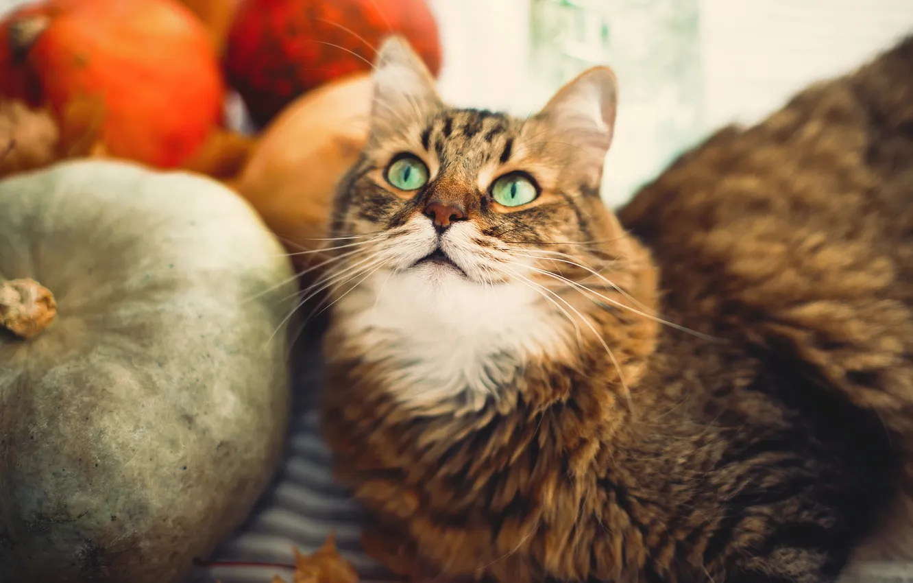 Фото обои осень, кошка, кот, взгляд, праздник, портрет, тыквы, лежит