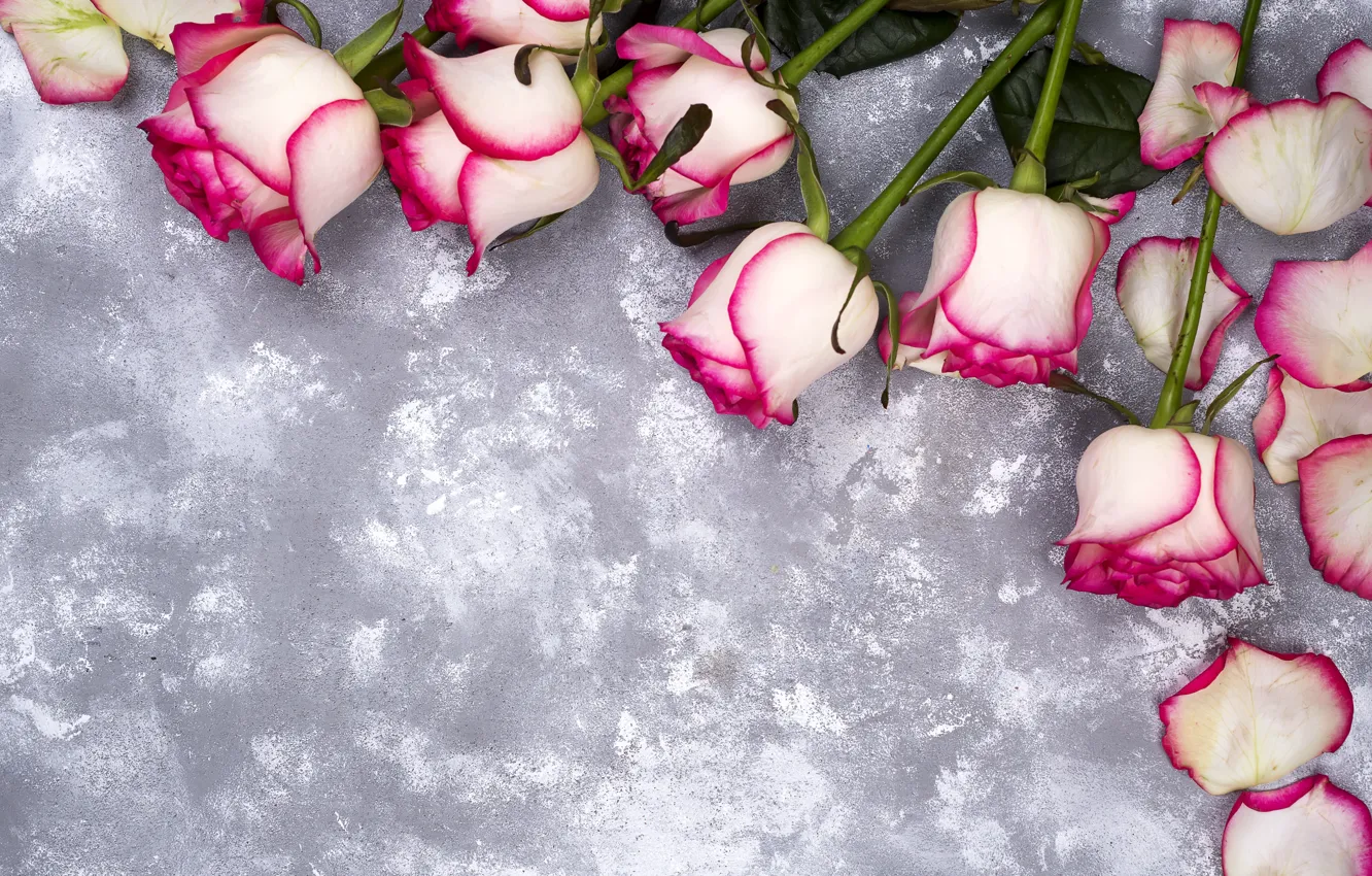 Фото обои цветы, розы, лепестки, розовые, white, pink, flowers, beautiful