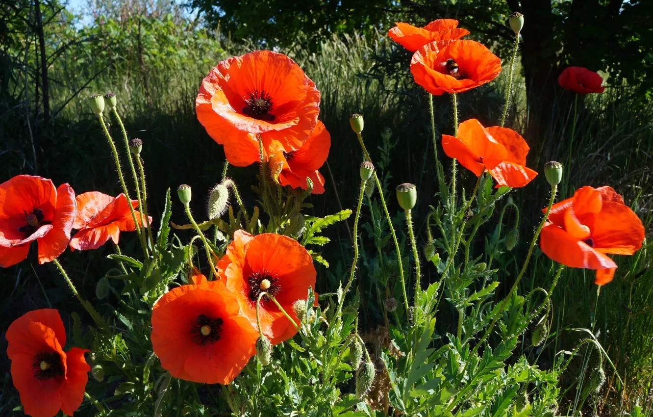 Фото обои red, poppy, meadow, blooming
