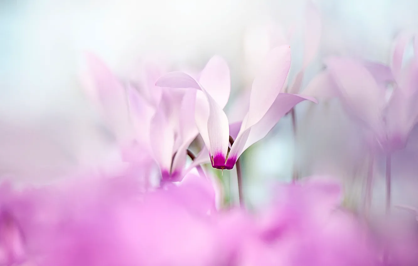 Фото обои цветы, размытие, весна, нежные, розовые, боке, цикламены
