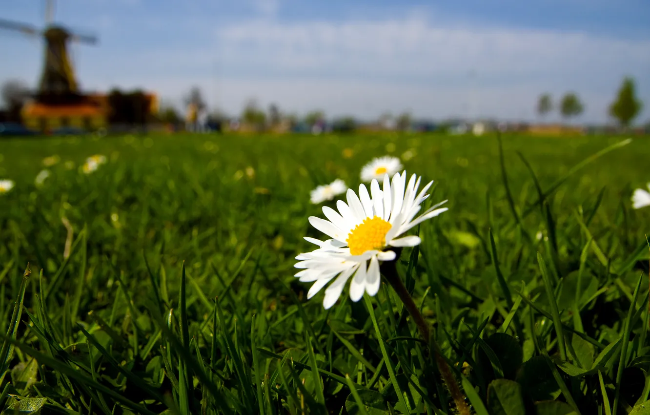Фото обои поле, цветок, небо, ромашка, мельница