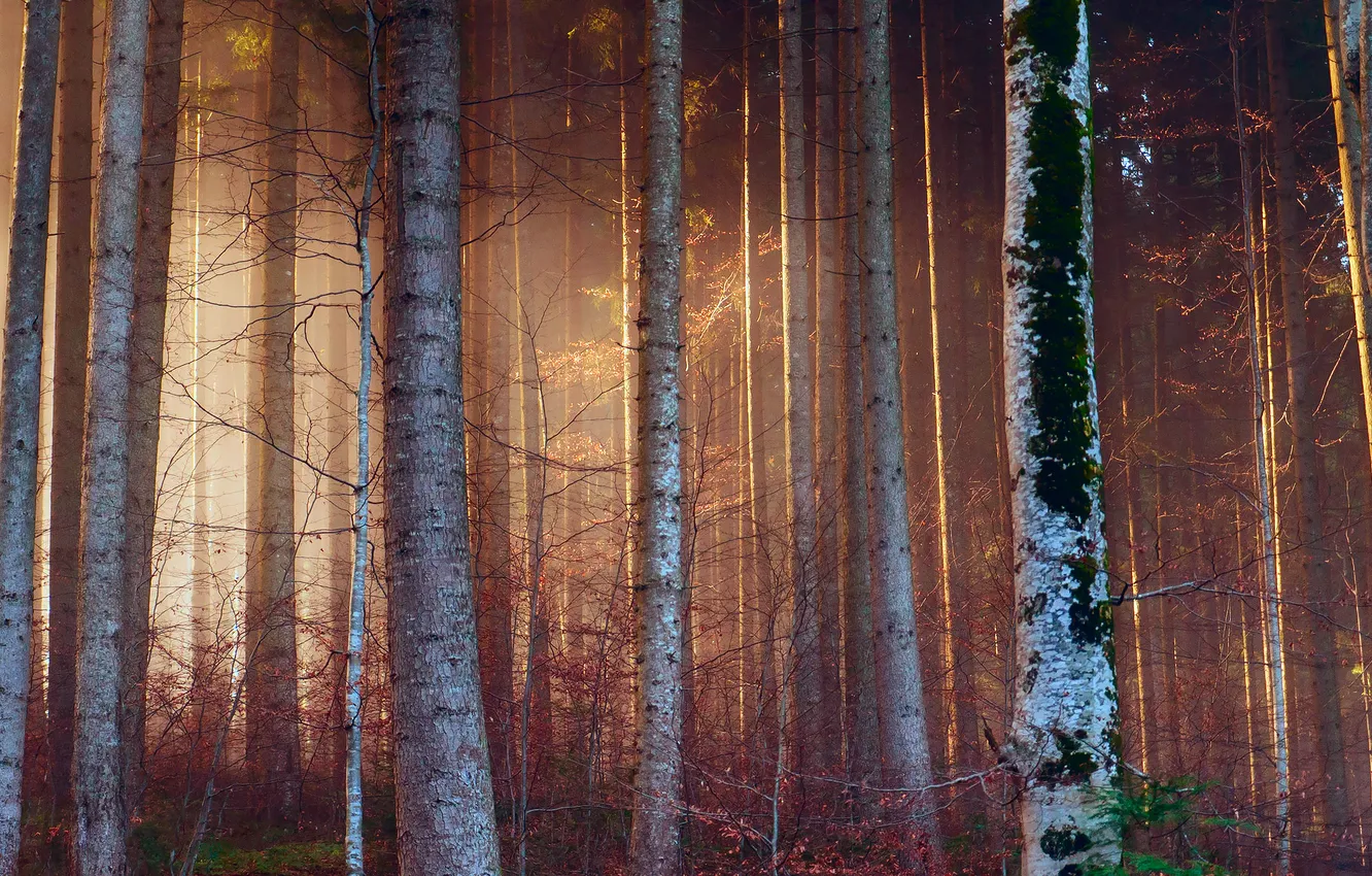 Фото обои лес, свет, деревья, ветки, природа, стволы
