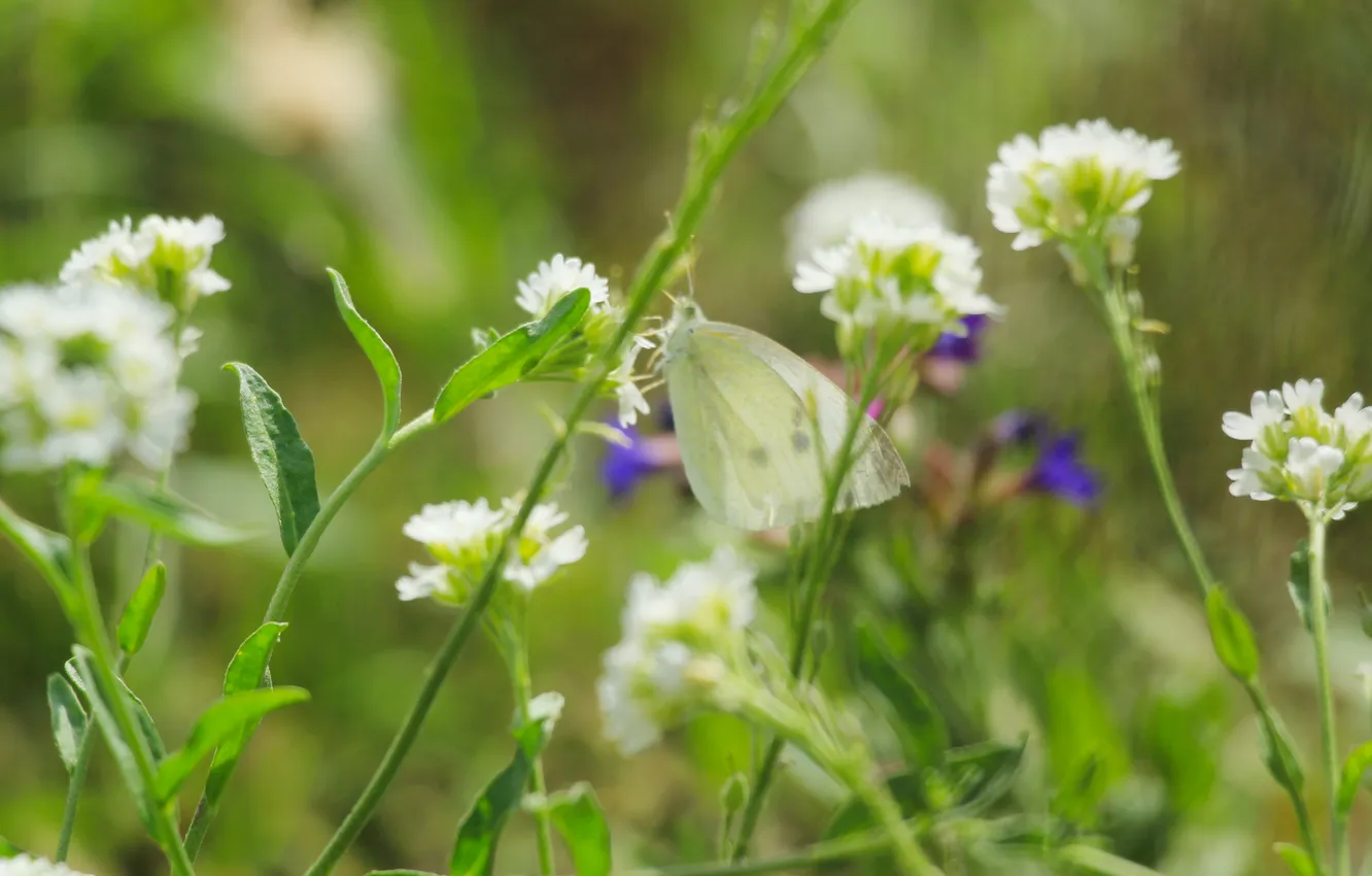 Фото обои flower, butterfly, meadow