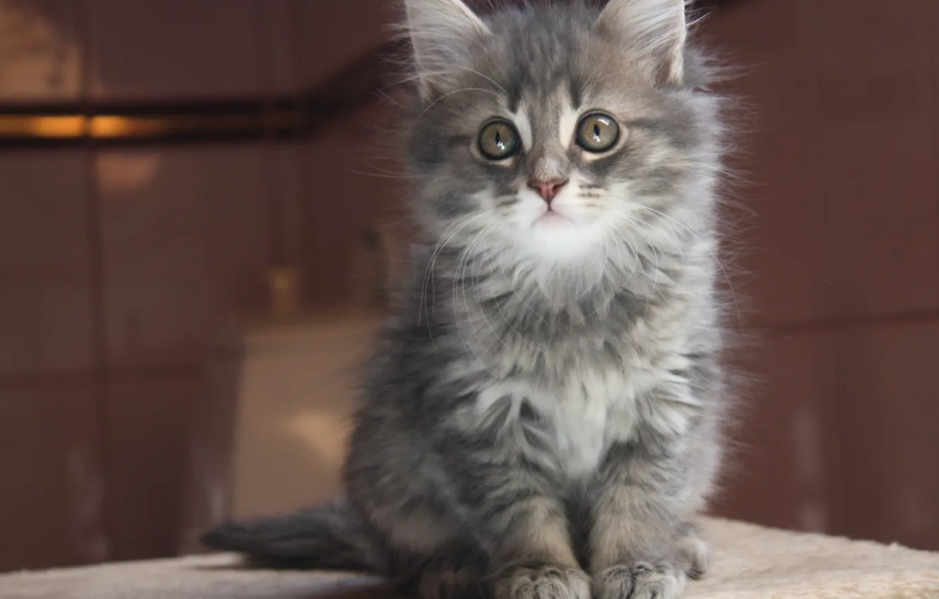 Фото обои взгляд, котенок, серый, Кот, мордочка, дымчатый