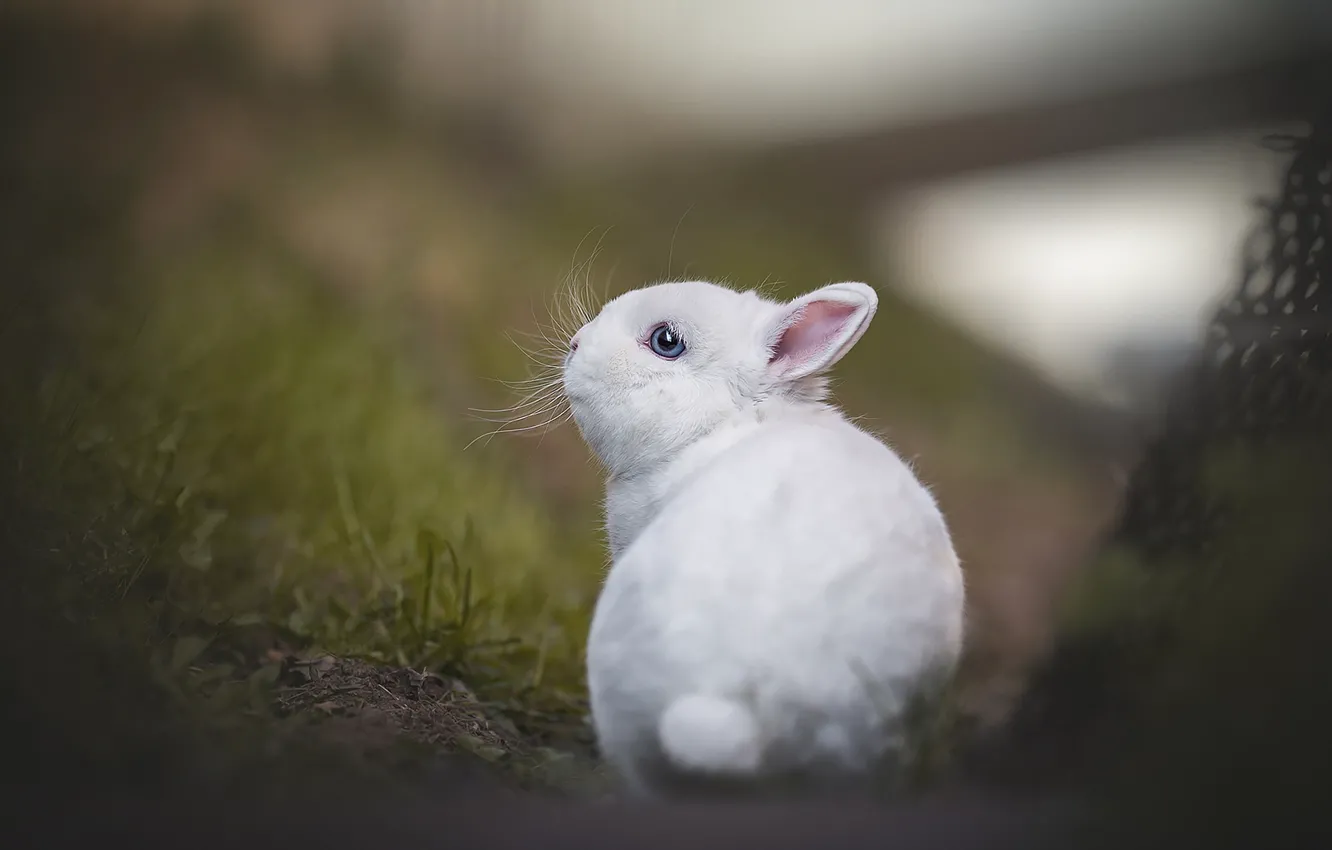 Фото обои малыш, боке, крольчонок, белый кролик, Людмила Богуш