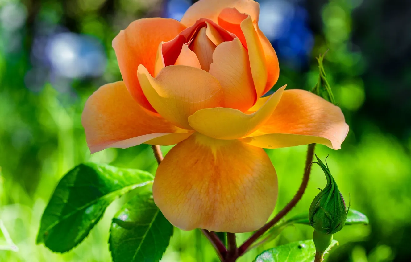 Фото обои листья, роза, Оранжевая