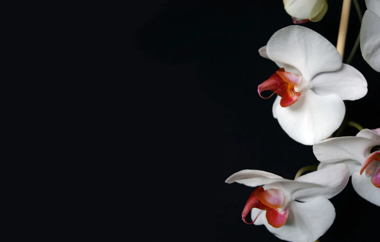 Фото обои фон, лепестки, орхидея