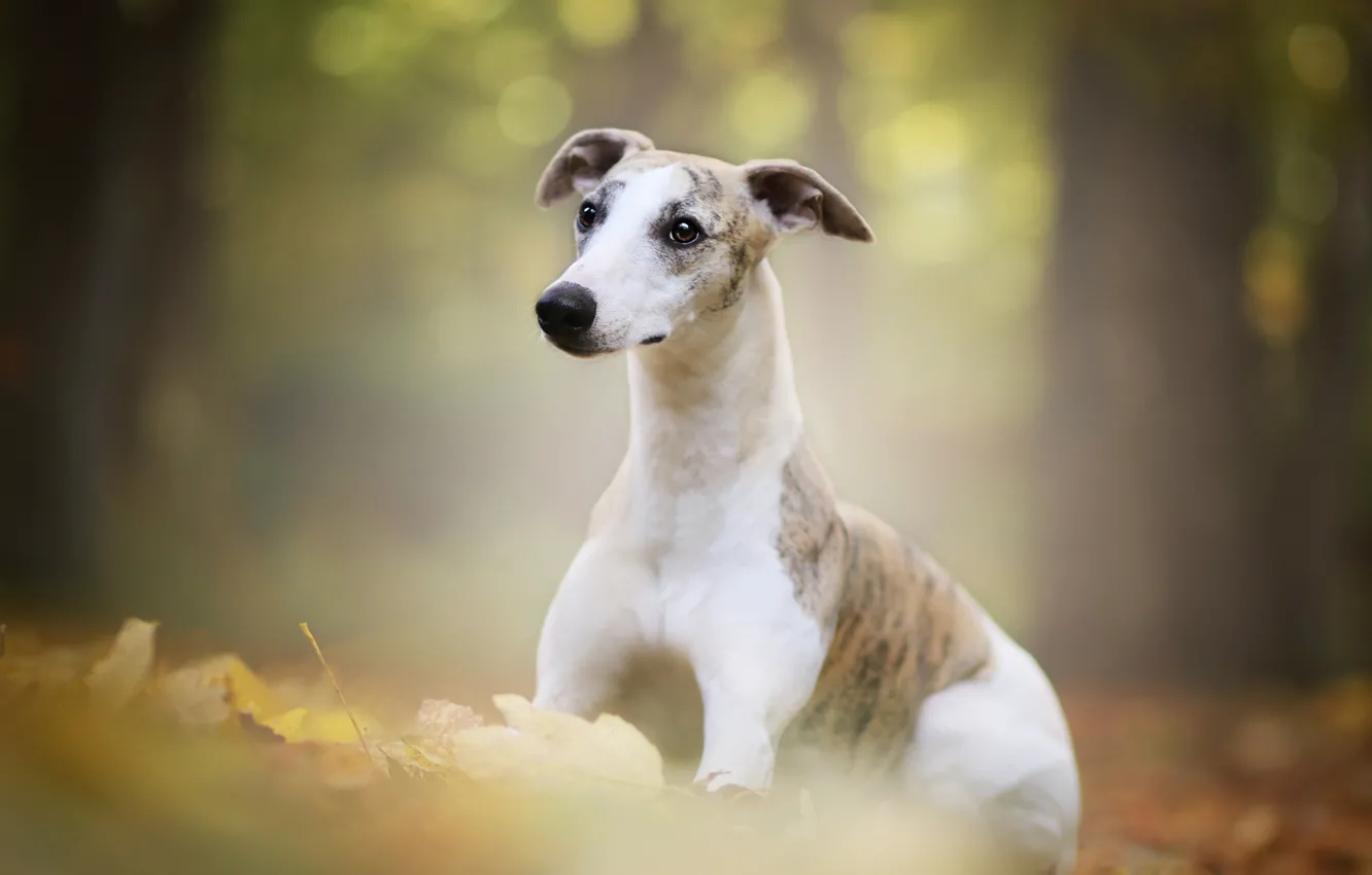 Фото обои осень, лес, листва, портрет, собака, щенок, боке