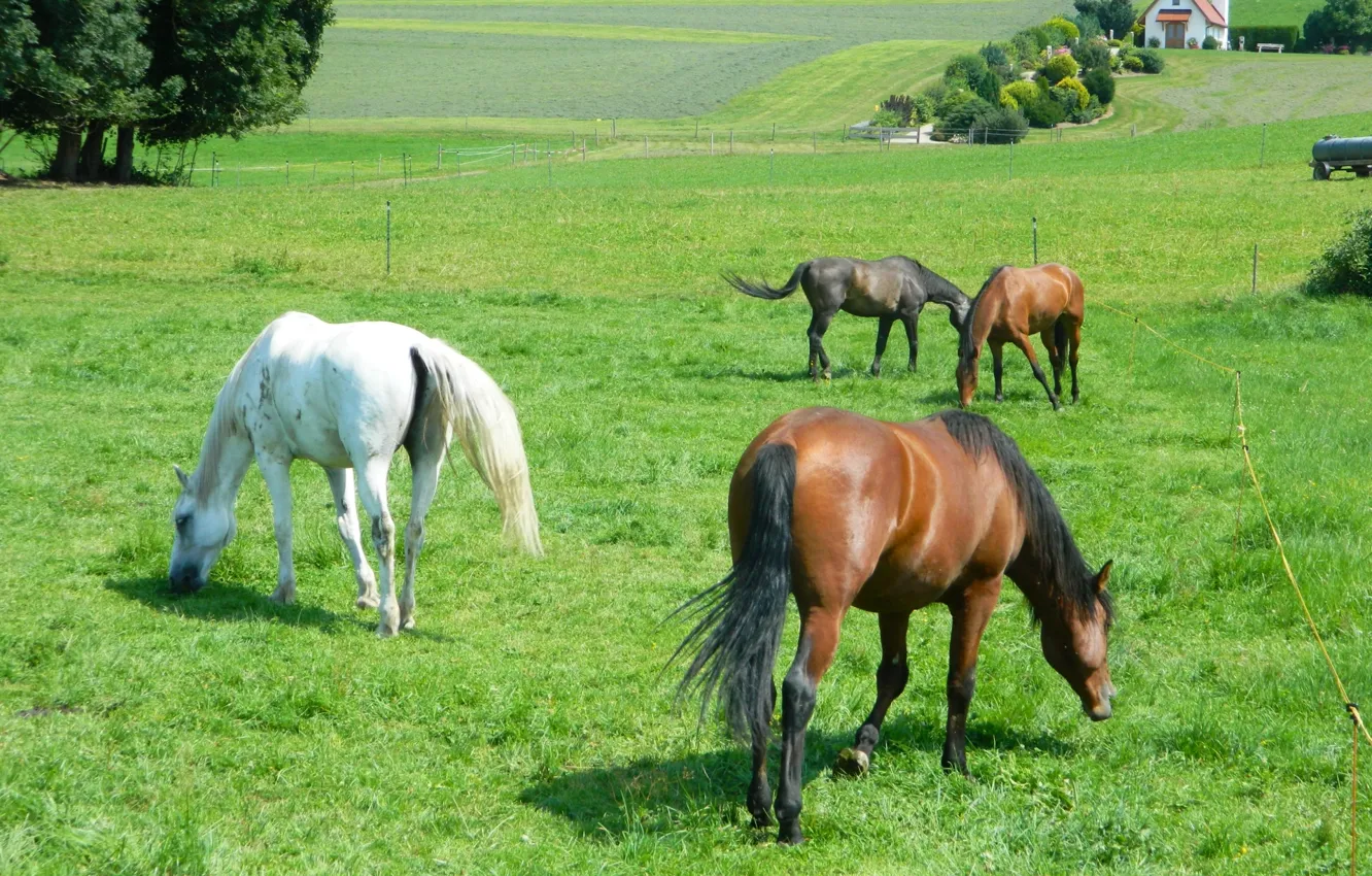 Фото обои Zaun, Pferde, Natur, Bauernhof, Bäume, Wiese