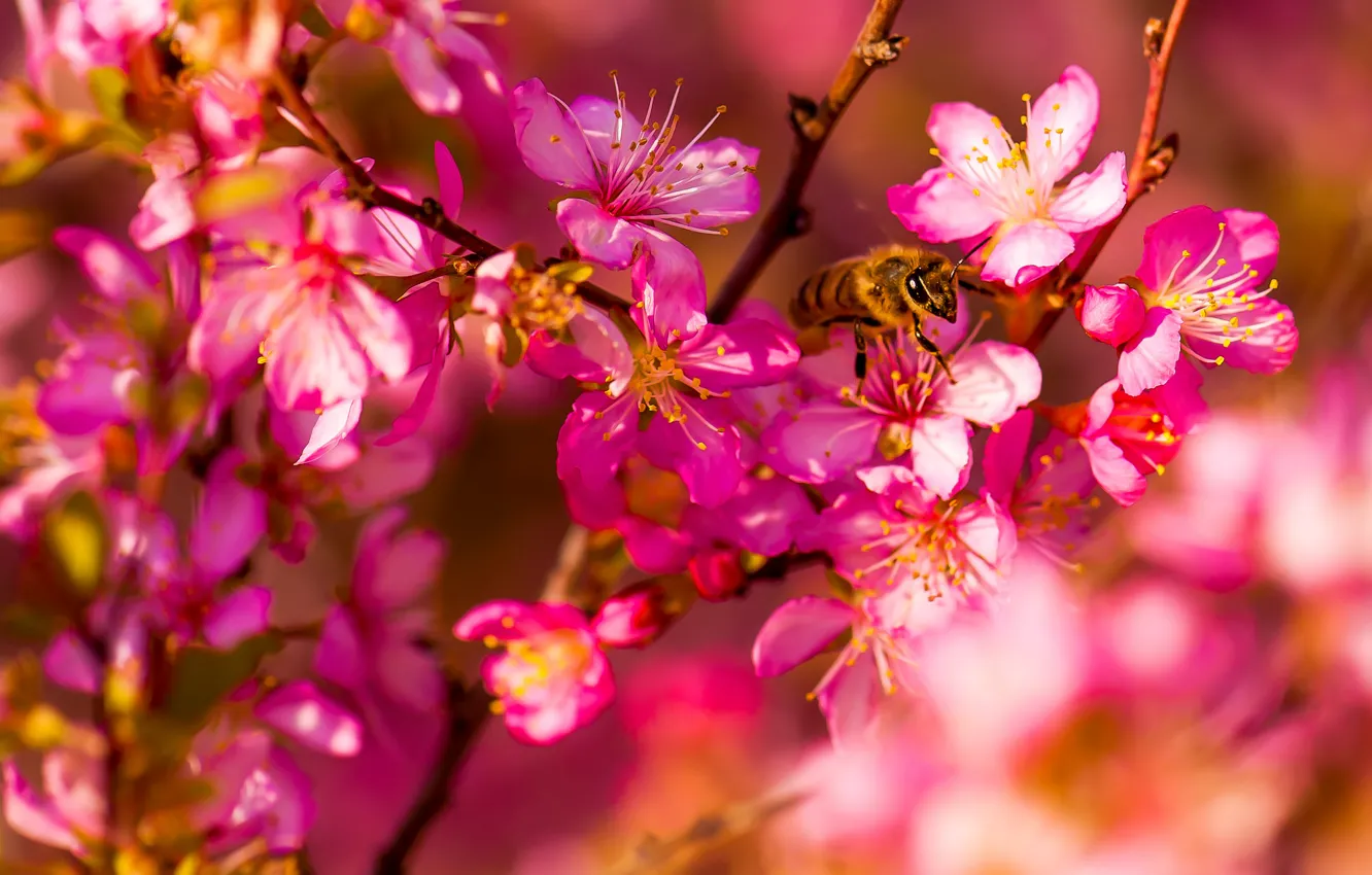 Фото обои макро, цветы, пчела, весна, сад, насекомое